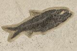 Two, Detailed Fossil Fish (Knightia) - Wyoming #163443-1